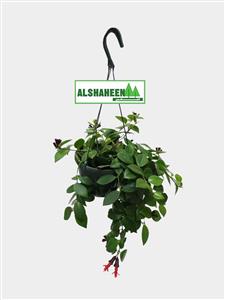 Plant Aeschynanthus Hanging